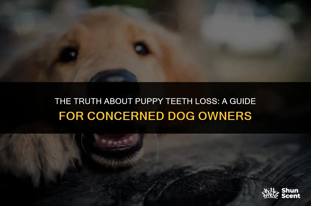 does a dog losing its puppy teeth smell like death