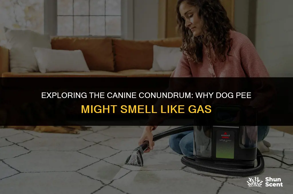 does a dog pee smell like gas