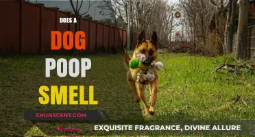 Exploring the Science Behind Canine Odor: Why Does Dog Poop Smell?