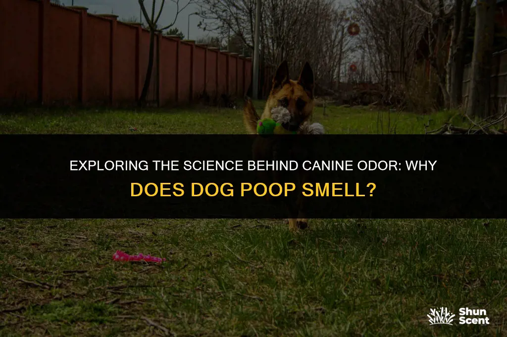 does a dog poop smell