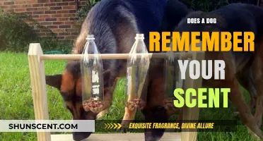 Can Dogs Recall Your Scent? Unlocking Canine Memory and Olfactory Abilities