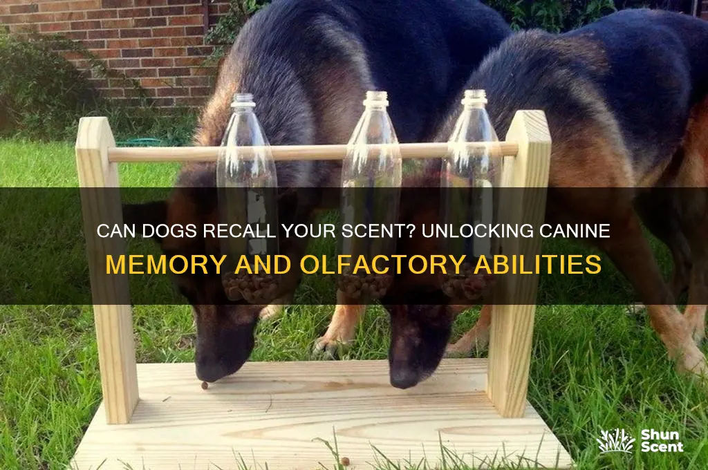 does a dog remember your scent