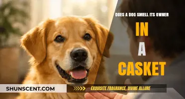 Can a Loyal Dog Recognize Its Owner in a Casket?