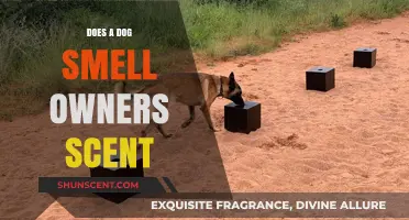 Can Dogs Detect Their Owner's Scent? Unraveling Canine Olfactory Abilities