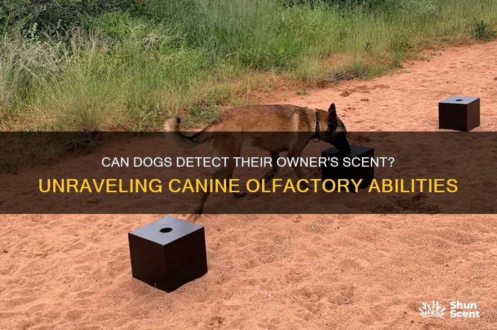 does a dog smell owners scent
