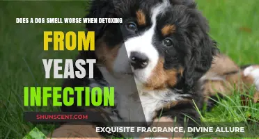 Does Your Dog's Yeast Infection Detox Make Them Smell Worse?