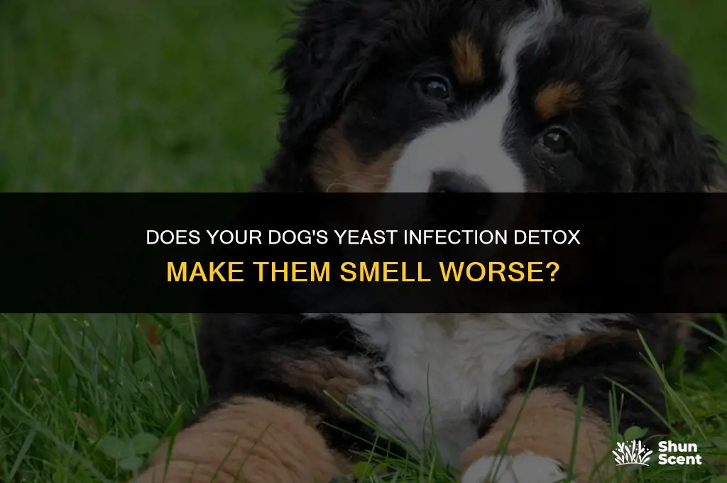 does a dog smell worse when detoxing from yeast infection