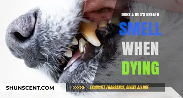 Understanding the Changes in a Dog's Breath During Its Final Days