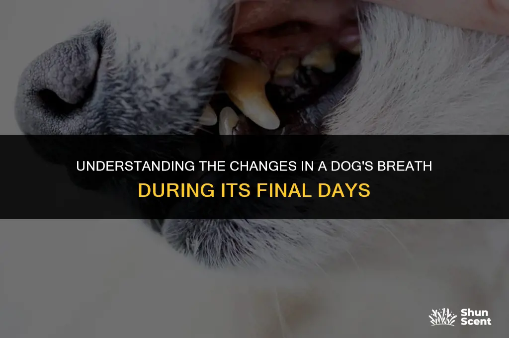 does a dog