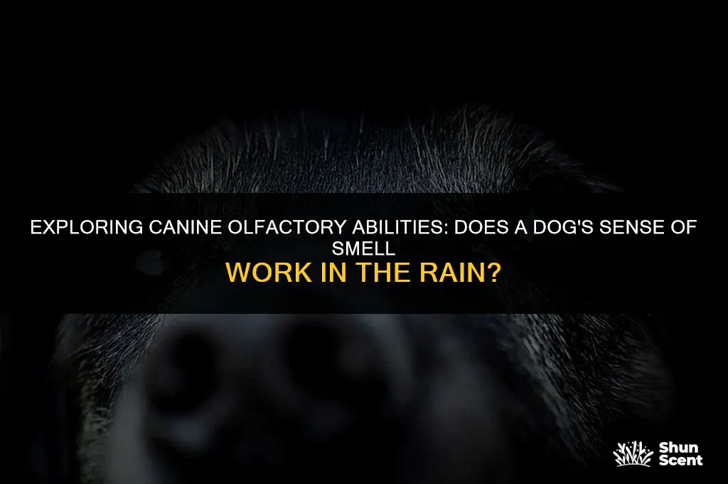 does a dog