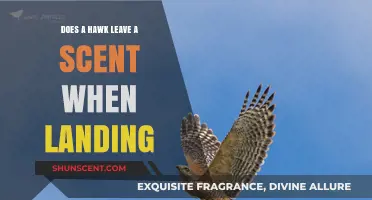 Do Hawks Leave a Scent When Landing? Uncovering the Truth