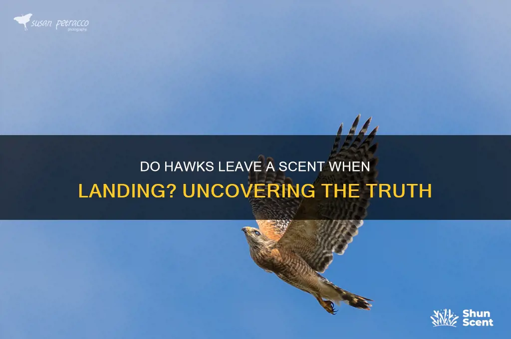 does a hawk leave a scent when landing