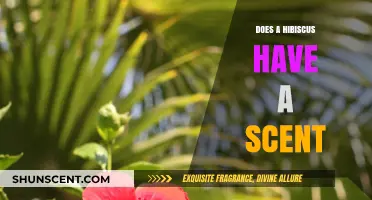 Does Hibiscus Have a Scent? Unveiling the Truth About Its Fragrance