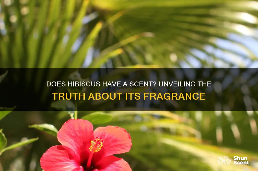 does a hibiscus have a scent