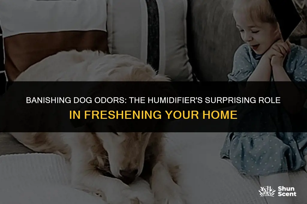 does a humidifier help with dog smell