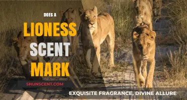 Lioness Scent Marking: Unveiling the Secret Communication Strategy of Female Lions