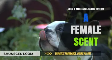 Male Anal Glands: Do They Mask Female Pheromones in Mating?