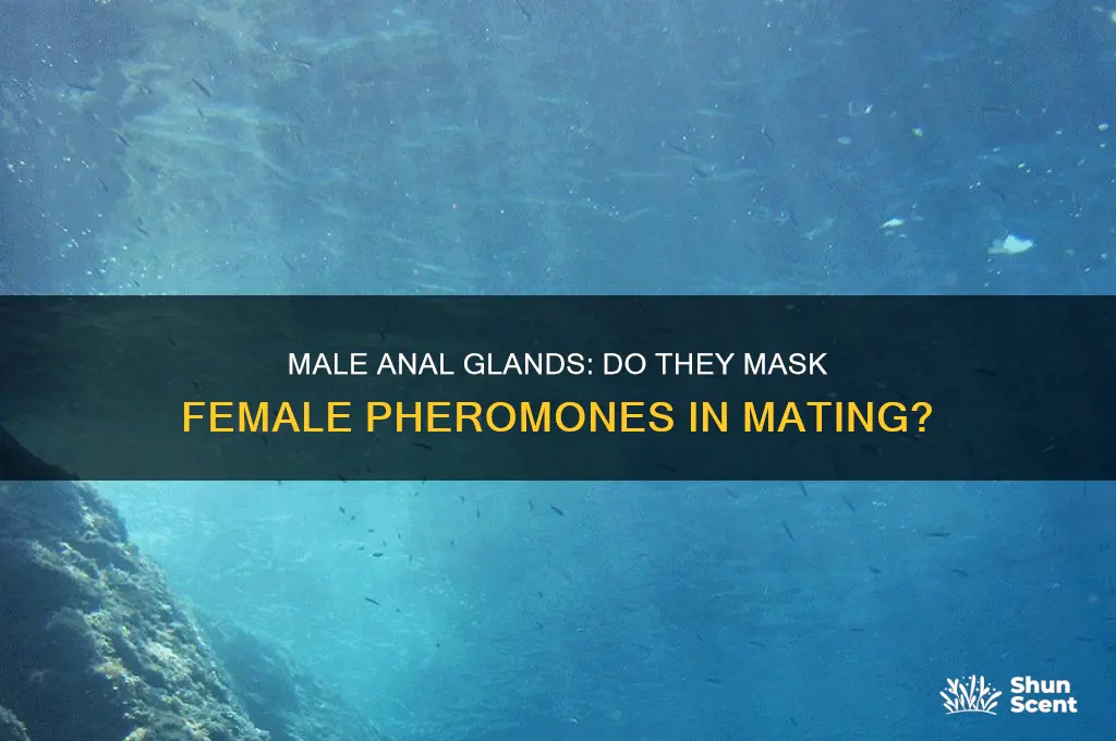 does a male anal gland put off a female scent