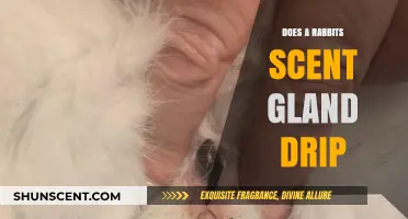 Understanding Rabbit Scent Glands: Does Their Gland Drip or Not?