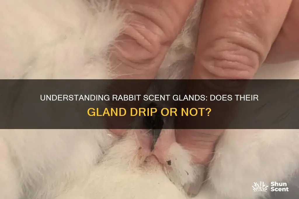 does a rabbits scent gland drip