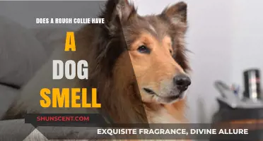 Unveiling the Truth: Do Rough Collies Have a Distinct Dog Smell?