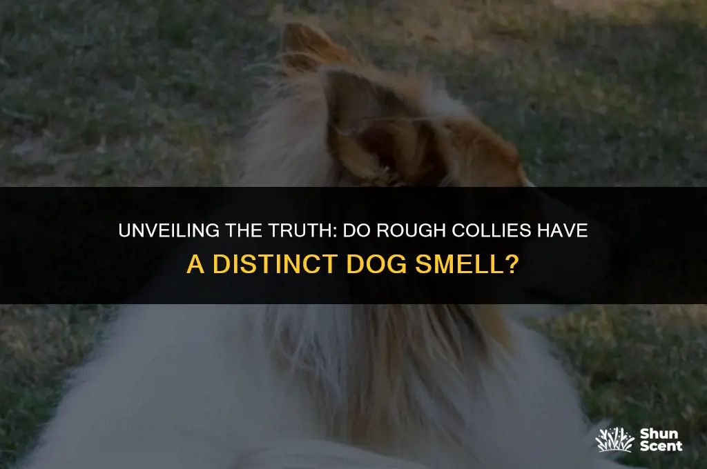 does a rough collie have a dog smell
