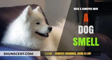 Unveiling the Truth: Do Samoyeds Really Have a Dog Smell?