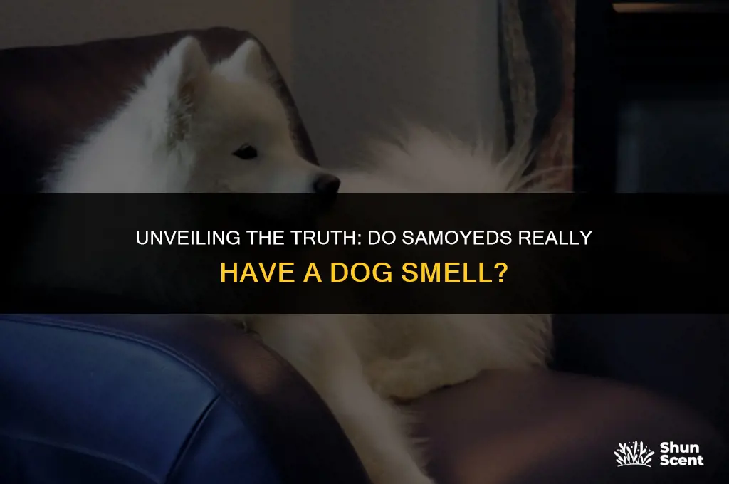 does a samoyed have a dog smell