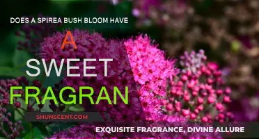 Spirea Bush: Sweet-Scented Blooms or Just a Pretty Face?