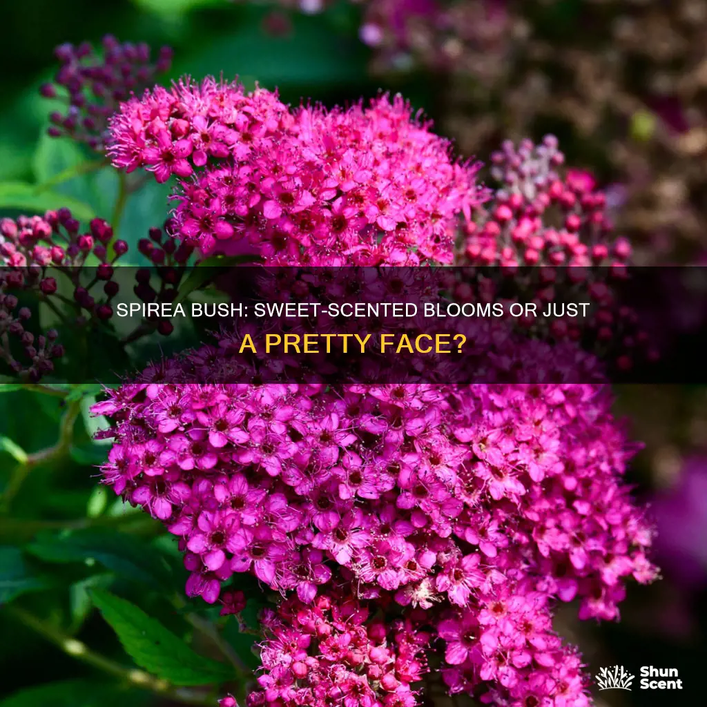 does a spirea bush bloom have a sweet fragrance