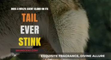 Does a Wolf's Tail Scent Gland Ever Produce a Foul Odor?