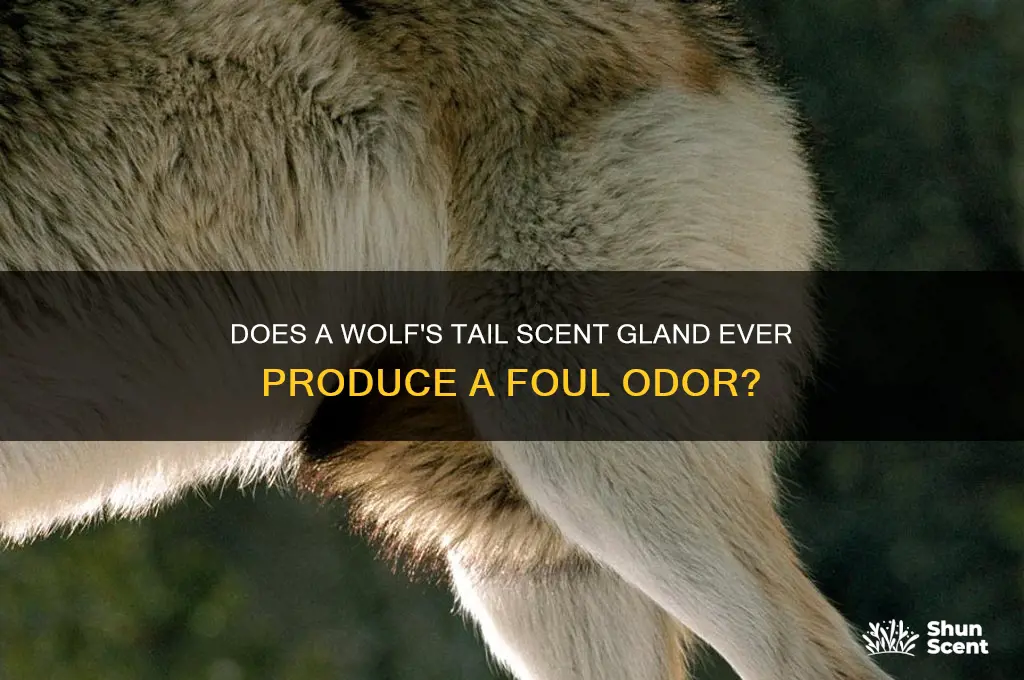 does a wolfs scent gland on its tail ever stink