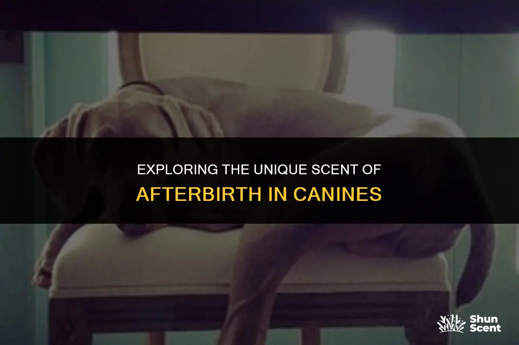 does afterbirth in dogs have a distinct smell