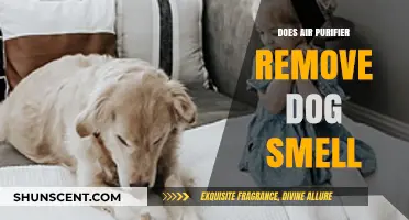 Fresh Air, Fresh Home: Can Air Purifiers Really Remove Dog Odors?