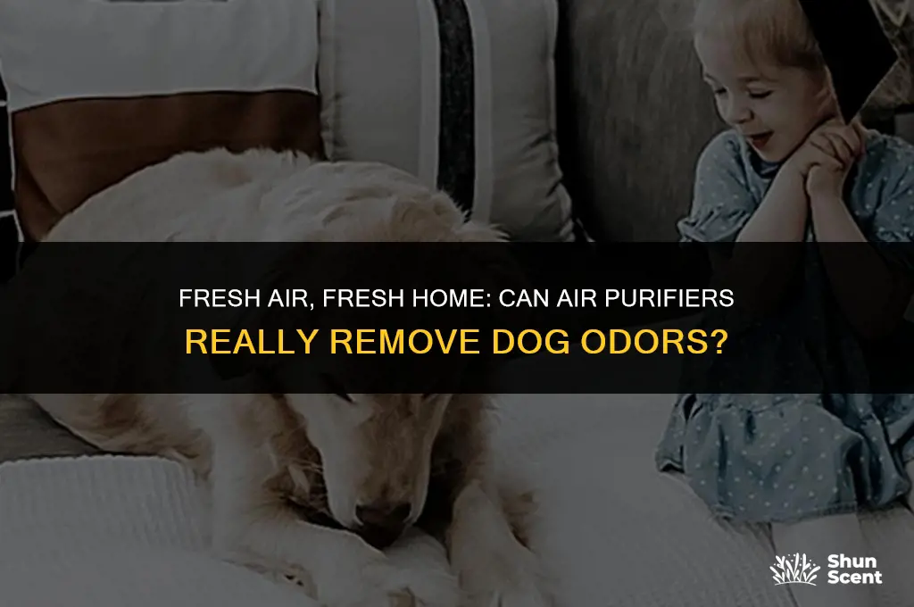 does air purifier remove dog smell