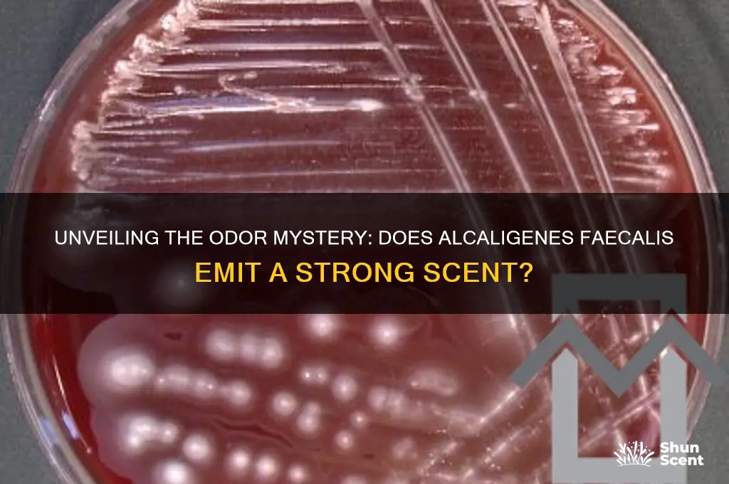 does alcaligenes faecalis have a strong scent