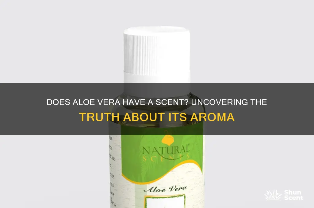 does aloe have a scent