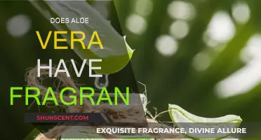 Aloe Vera: Natural Fragrance or Fragrance-Free?