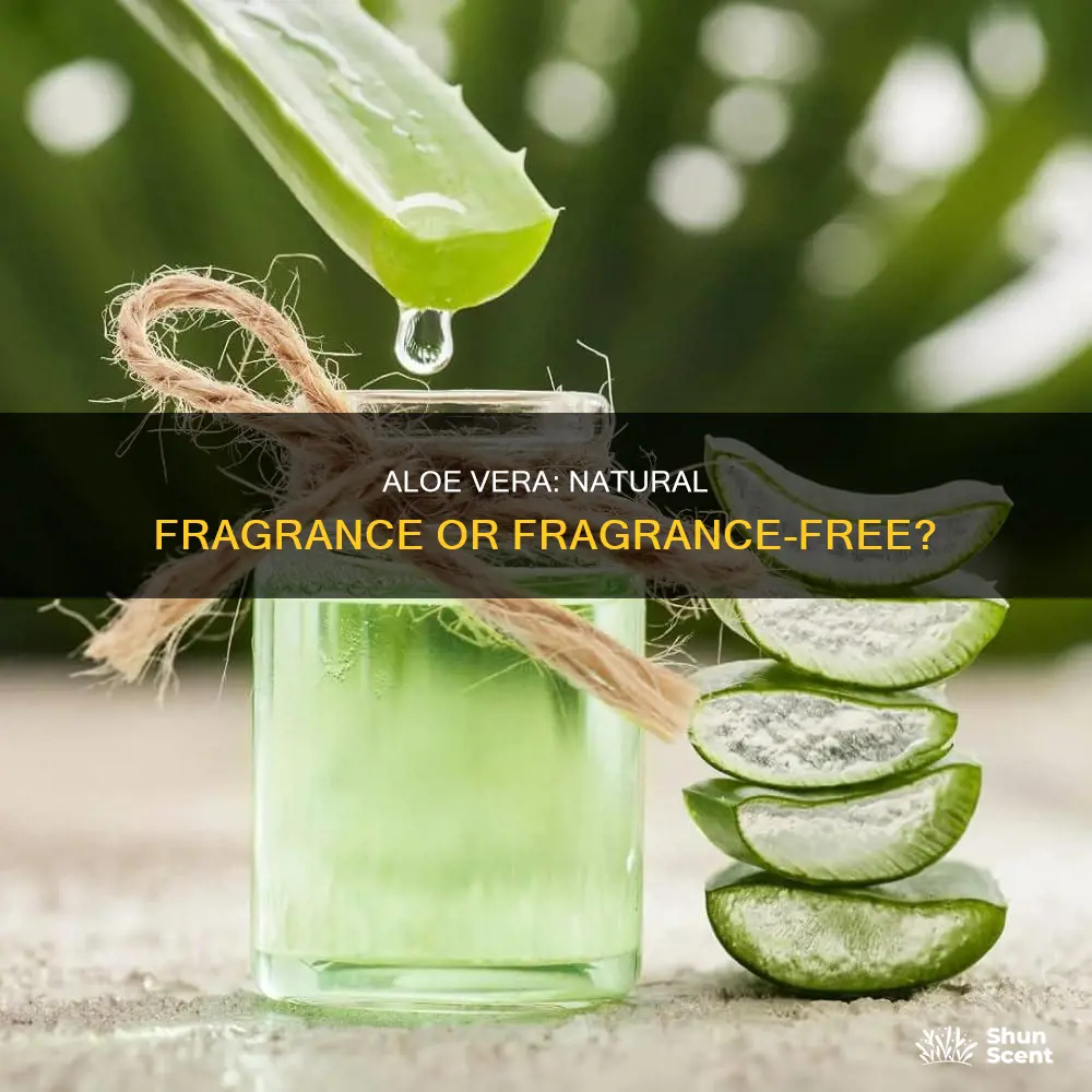 does aloe vera have fragrance