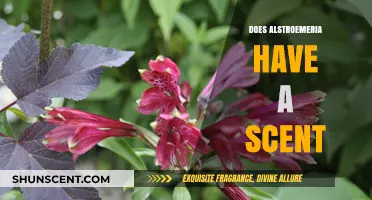 Does Alstroemeria Have a Scent? Unveiling the Fragrance Truth