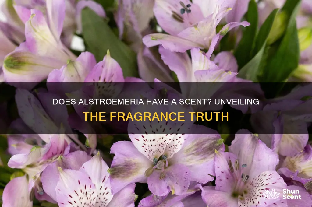 does alstroemeria have a scent