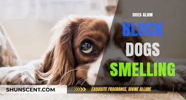 Unveiling the Truth: Does Alum Really Block Dogs' Sense of Smell?
