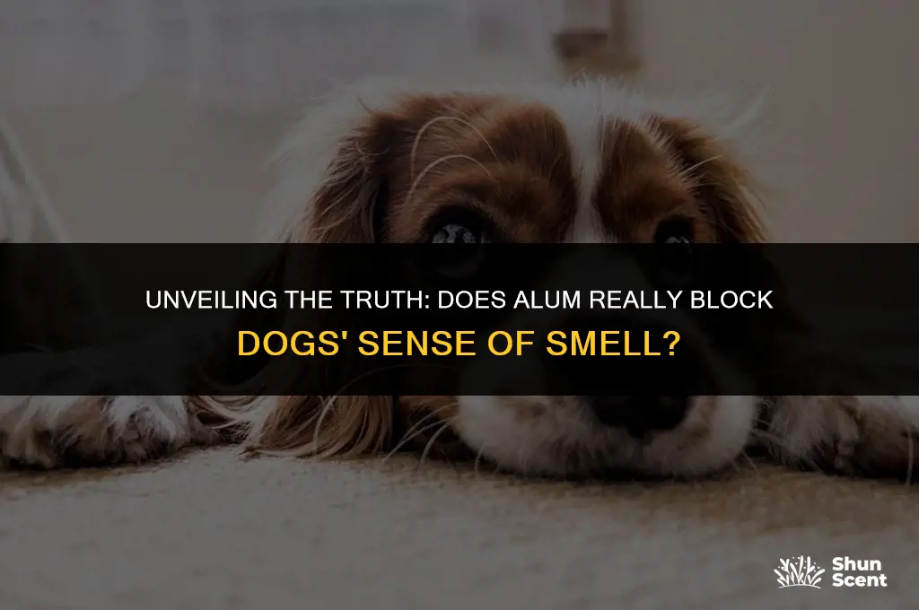 does alum block dogs smelling