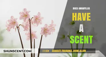 Does Amaryllis Have a Scent? Unveiling the Truth About Its Fragrance