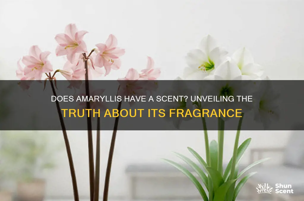 does amaryllis have a scent
