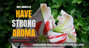 Amaryllis Aroma: Strong Scent or Subtle Fragrance?