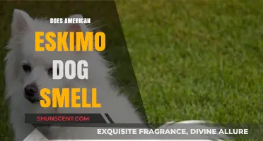 The Truth About American Eskimo Dogs: Do They Really Smell?