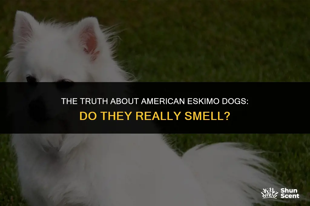 does american eskimo dog smell