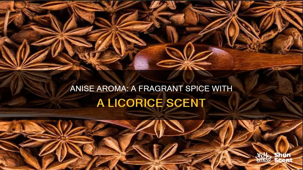 does anise have an aroma