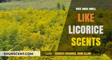 Anise vs. Licorice: Unraveling the Aromatic Mystery of Their Scents